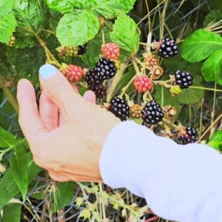 Blackberry season is in full swing, and the neighbouring allotment plots are brimming with fruit. I had an open invitation to pick some, so here’s a short video of a bit of (permission) based scrumping - sky blue nails and all. 
#allotmentlife🌱 #homesteader #blackberryseason #kentcoast