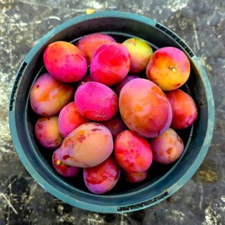 A bucket of ripe plums gathered from a neighbours allotment patch. I’m thinking a slow simmer with sugar until it deepens and thickens. Jam jars at the ready. 
#kitchengarden 🍑 #plumseason #allotmentlove❤️ #juicyfruit #gardenofengland
