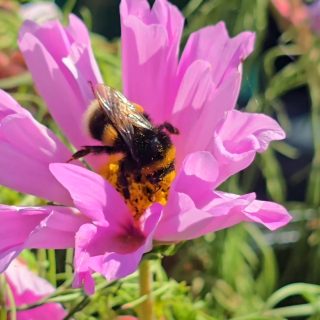 A bumblebee still busy in September, gathering pollen from the cosmos I planted along the allotment border. Surprised to see one active this late, but the blooms are clearly worth its time – legs dusted, wings humming 🌸🌻🍯🐝💛
#savethebees🐝 #savethebeessavetheworld 
#allotmentlife🌱 #bloomscrolling