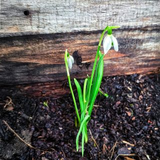 Spotted the first snowdrop in our allotment kitchen garden yesterday. Growing in fertile ground by the shed wall, against weathered timber. It marks the point where late winter starts to give way to early spring. Still brisk out, but the change is in the air.
#firstsignsofspring #snowdrop #allotmentlife