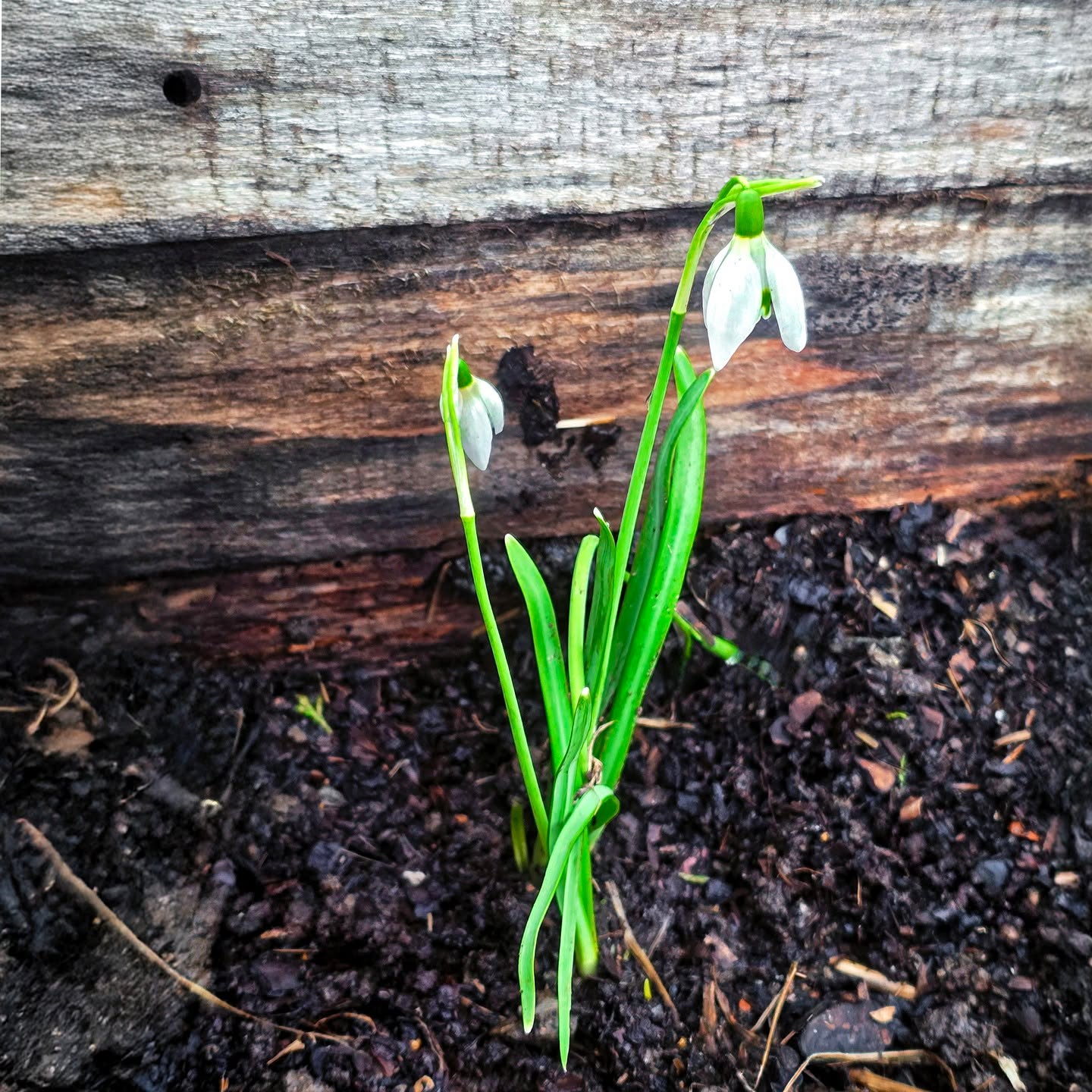 Spotted the first snowdrop in our allotment kitchen garden yesterday. Growing in fertile ground by the shed wall, against weathered timber. It marks the point where late winter starts to give way to early spring. Still brisk out, but the change is in the air.
#firstsignsofspring #snowdrop #allotmentlife