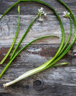 Given these three-cornered leeks from our friend Diana’s allotment, laid out on the old rustic table with their white bells still intact. They’re softer than wild garlic, more rounded, but still lush green and alive.
I’ll turn most of the leaves into a pesto later - just enough oil and Parmesan to bring it together. The rest can be folded through warm potatoes or eggs. Happy Spring Equinox.
#SpringEquinox #ThreeCorneredLeek #AllotmentLife #SeasonalCooking #WildLeekPesto