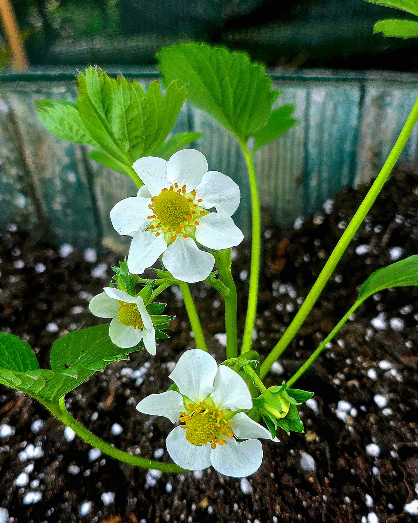 First strawberry flowers of the season. Vibrant is the variety, one of many we’re growing. I’m already thinking cheesecake and ice cream. ₊˚⊹♡🍰🍓♡⊹˚₊

They’re set into a large bed that’s been built up with proper organic matter over time, so the soil is doing a lot of the work for us. It’s rich, well-structured, and full of microbial life, which you can see in the steadiness of the growth and the clean, healthy leaves.

We’re growing a mix of varieties this year to spread the crop and keep a bit of range in flavour and timing. Vibrant tends to come in early, so it’s usually the first to get going. 

#kitchengarden #strawberries #organicgrowing #soilhealth #ediblegarden