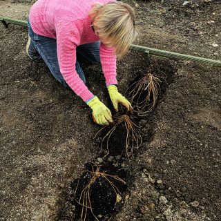 This is a new asparagus bed, now being planted with a few favourites: Gijnlim, Guelph Millennium, Erasmus, and Pacific Purple. The older bed has, over time, become a tangle of mixed varieties, productive but no longer very distinct. Some of this asparagus came from Sarah at @archerslownursery 

This one has been handled more deliberately. It was dug over a year ago, then fed regularly with rinsed seaweed, the trenches lined with well-rotted manure, and finished with homemade compost and a light dressing of mycorrhizal fungi.

It will be interesting to see how it compares with the older planting, given the difference in preparation. 🌱🌿 🫧🍃

#kitchengarden #allotmentlife🌱 #sandwichkent #asparagusseason 
#allotmentsofinstagram