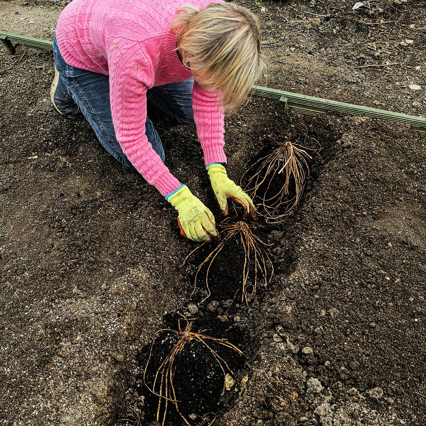 This is a new asparagus bed, now being planted with a few favourites: Gijnlim, Guelph Millennium, Erasmus, and Pacific Purple. The older bed has, over time, become a tangle of mixed varieties, productive but no longer very distinct. Some of this asparagus came from Sarah at @archerslownursery 

This one has been handled more deliberately. It was dug over a year ago, then fed regularly with rinsed seaweed, the trenches lined with well-rotted manure, and finished with homemade compost and a light dressing of mycorrhizal fungi.

It will be interesting to see how it compares with the older planting, given the difference in preparation. 🌱🌿 🫧🍃

#kitchengarden #allotmentlife🌱 #sandwichkent #asparagusseason 
#allotmentsofinstagram