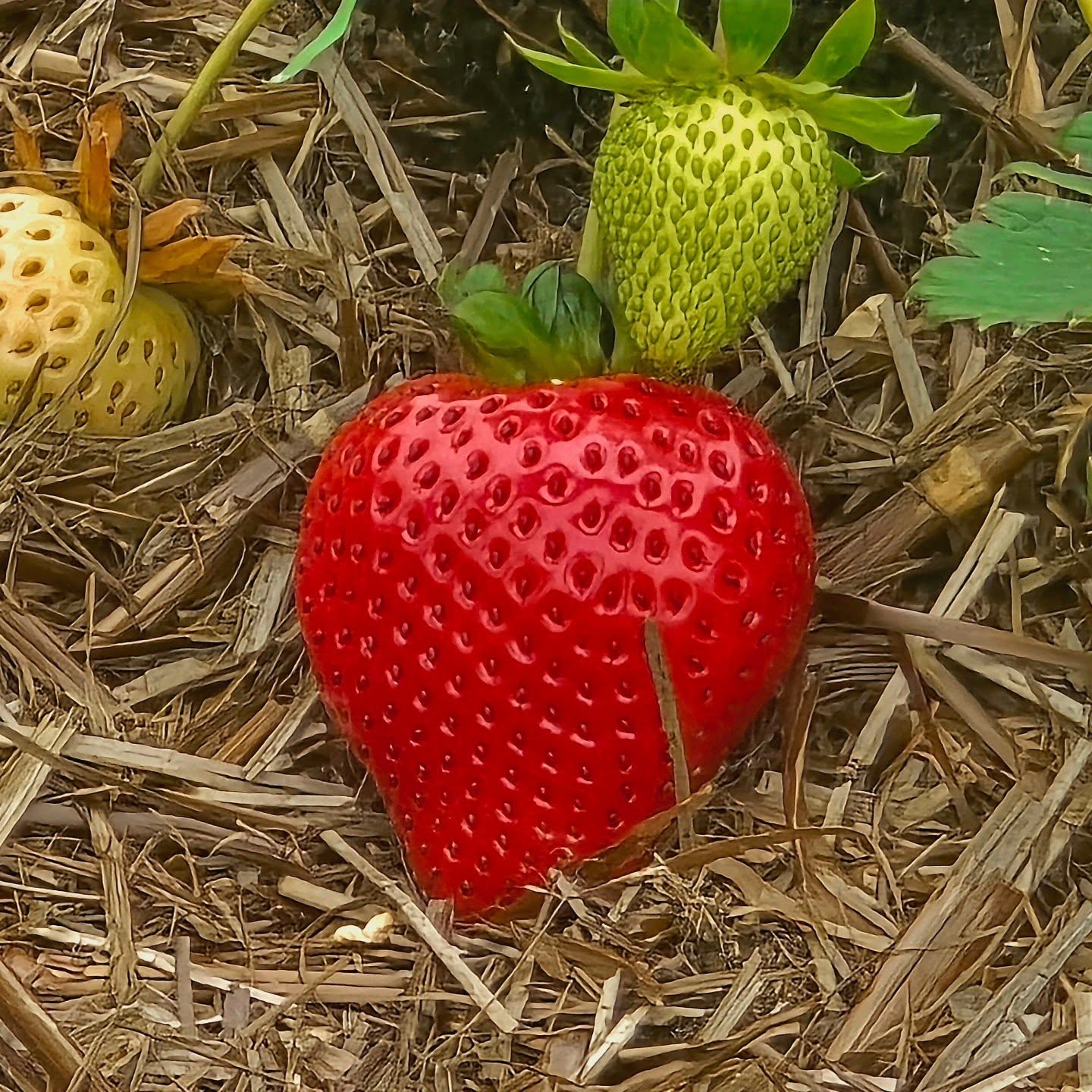 First of the early strawberries turning red now. Picked and eaten straight away. A few varieties cropping one after the other, a season that runs from these first handfuls through to the last pickings before frost. #kitchengardener 🍓 

#seedtoharvest #strawberryseason #goodfoodkitchen