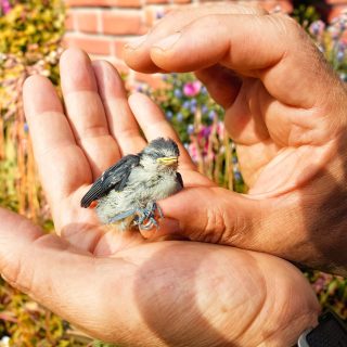 A blue tit fledgling took an unscheduled trip out of its nest this morning. What followed was a race between my husband, Vincent, and Luna the cat to see who could reach it first. Thankfully Vincent won and the baby is back where it belongs.

#bluetit #birdsofinstagram