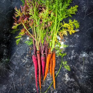 This morning's carrot harvest.

Cosmic Purple, Purple Haze and Amsterdam Forcing. Sown from seed earlier in the year and pulled fresh from the kitchen garden today. There’s something satisfying about growing carrots - you never quite know what’s waiting beneath the soil until harvest day. 

These won’t be hanging around for long. 🥕 

#cosmicpurple #kitchengarden #blacklaneallotments #goodfooodkitchen