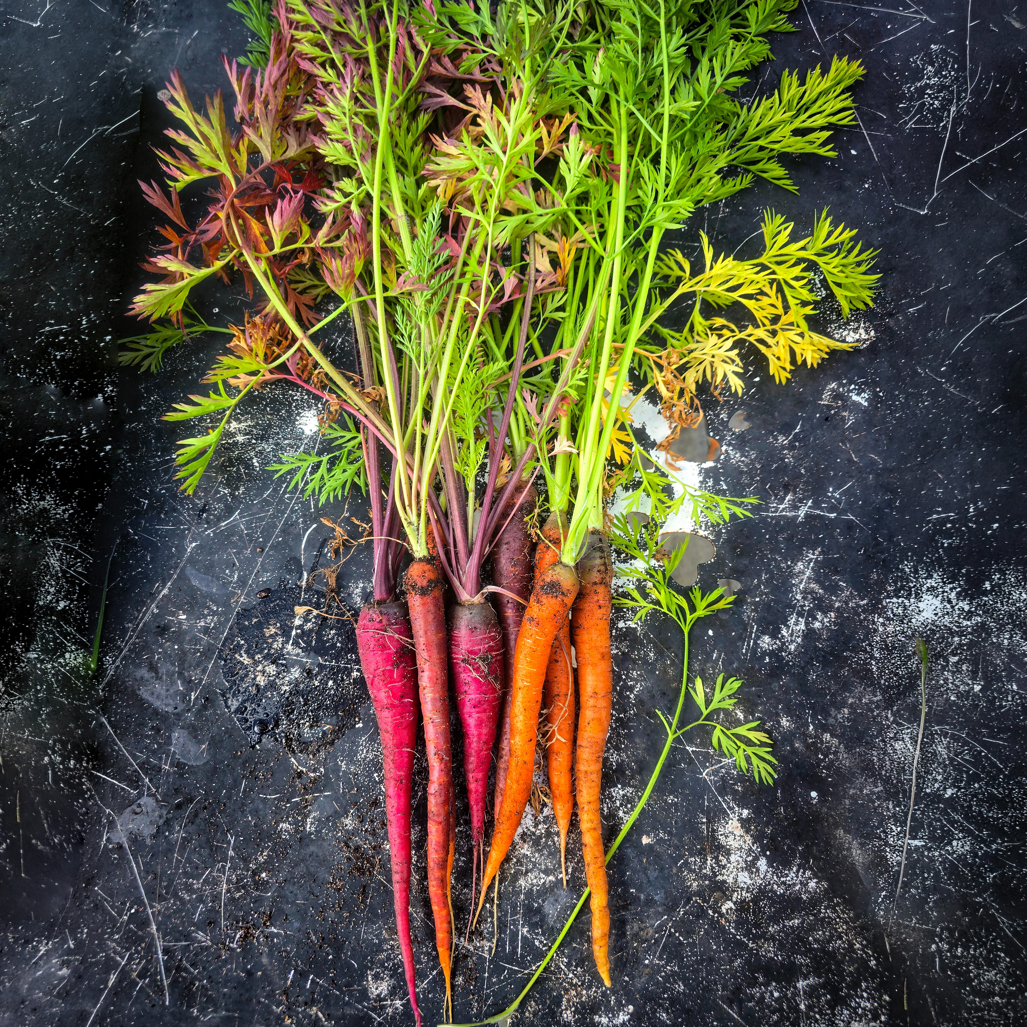 This morning's carrot harvest.

Cosmic Purple, Purple Haze and Amsterdam Forcing. Sown from seed earlier in the year and pulled fresh from the kitchen garden today. There’s something satisfying about growing carrots - you never quite know what’s waiting beneath the soil until harvest day. 

These won’t be hanging around for long. 🥕 

#cosmicpurple #kitchengarden #blacklaneallotments #goodfooodkitchen
