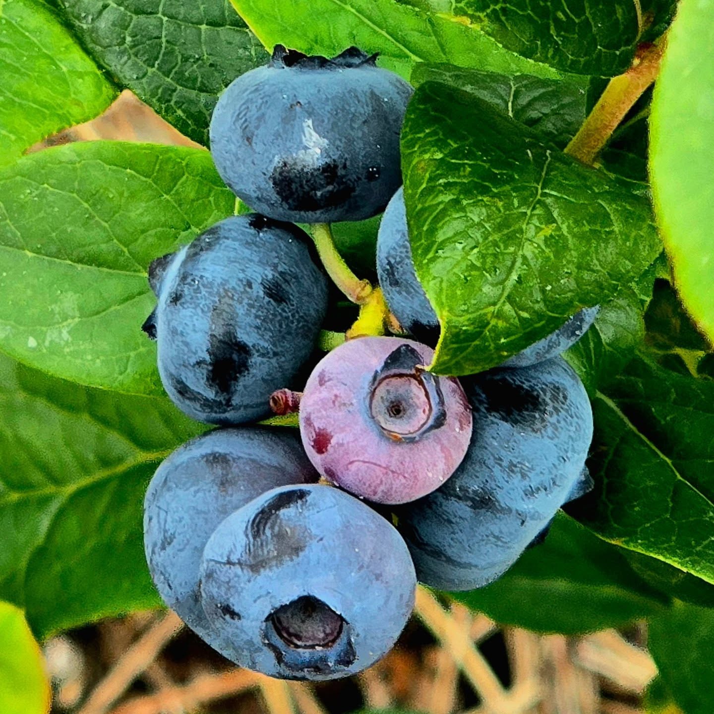 First blueberries ready this morning. Duke variety. Not the finest blueberry I grow, but they arrive before the others and this morning's crop is heading straight for my yoghurt. 🫐
#blueberryseason #blueberries🫐 #blacklaneallotments