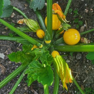 The Luneor courgettes are already coming thick and fast. First few are ready to pick this week.

These ones won't be sliced. They'll be hollowed out, stuffed and baked whole. 🌱🥒 #kitchenharden 
#courgettes #plottoplate