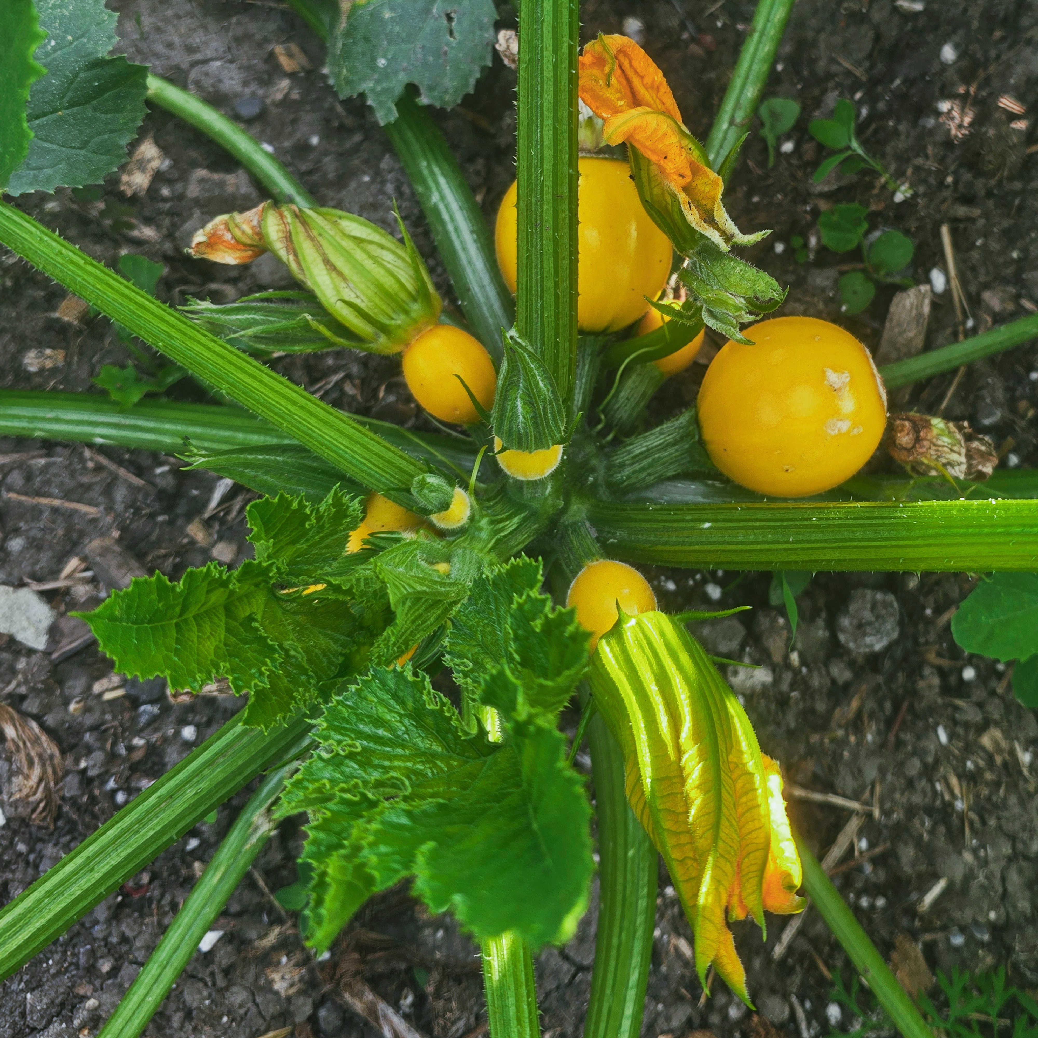 The Luneor courgettes are already coming thick and fast. First few are ready to pick this week.

These ones won't be sliced. They'll be hollowed out, stuffed and baked whole. 🌱🥒 #kitchenharden 
#courgettes #plottoplate