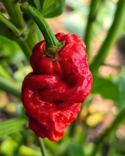 ๐ถ๏ธ Carolina Reaper Pepper โ Week 26
Six months ago this was a single seed in a small pot.
Now it's thriving in the polytunnel, soaking up the summer heat, and has produced its first ripe Carolina Reaper. Wrinkled, twisted and up to no good.
Rated at between 1.4 and 2.2 million Scoville Heat Units, it's one of the hottest chillies on the planet. Gloves only.
๐ถ๏ธ๐ฉโ๐พ
#SeedToHarvest #CarolinaReaper #ChilliGrowing #OrganicGrowing #GoodFoodKitchen