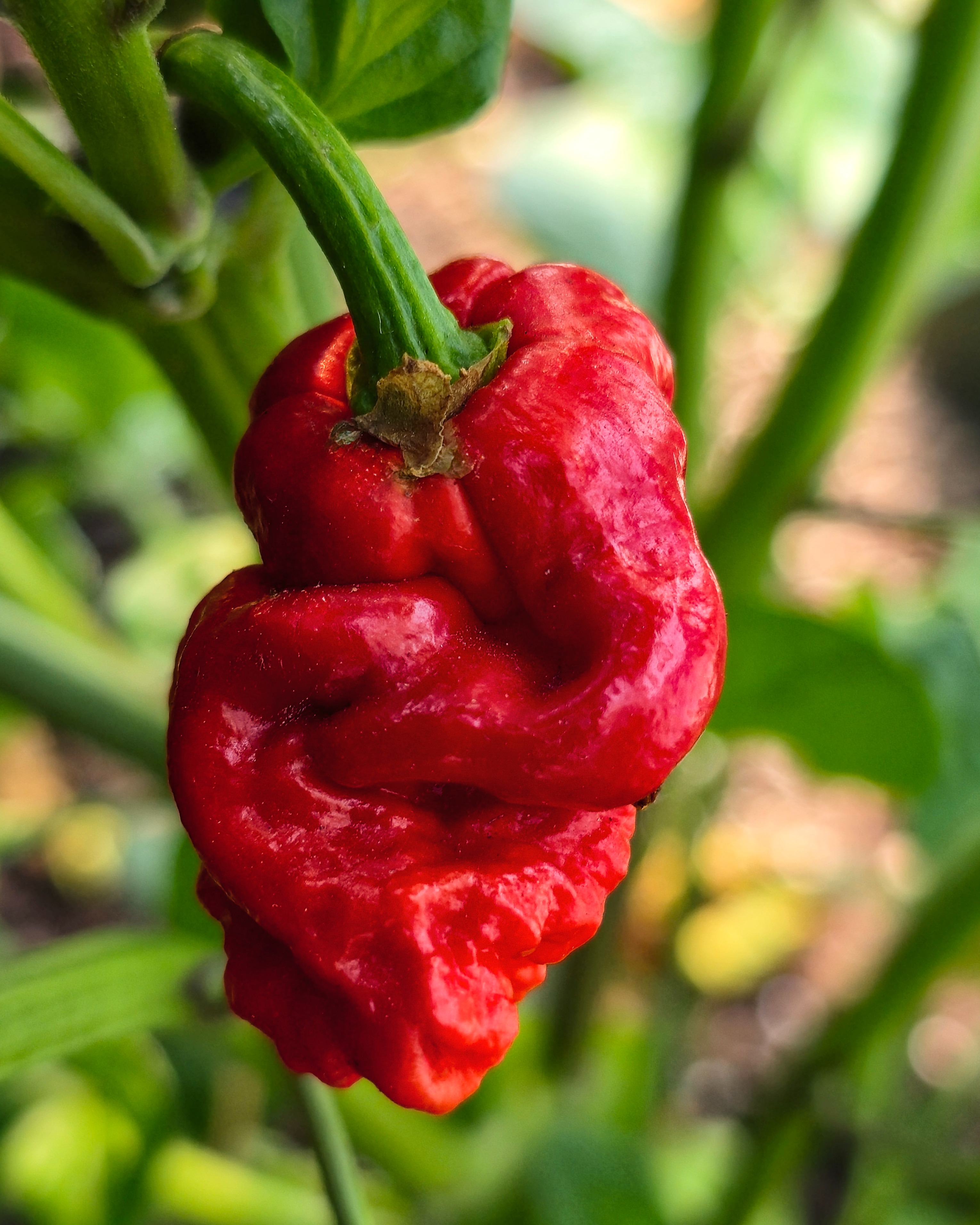 ๐ถ๏ธ Carolina Reaper Pepper โ Week 26
Six months ago this was a single seed in a small pot.
Now it's thriving in the polytunnel, soaking up the summer heat, and has produced its first ripe Carolina Reaper. Wrinkled, twisted and up to no good.
Rated at between 1.4 and 2.2 million Scoville Heat Units, it's one of the hottest chillies on the planet. Gloves only.
๐ถ๏ธ๐ฉโ๐พ
#SeedToHarvest #CarolinaReaper #ChilliGrowing #OrganicGrowing #GoodFoodKitchen