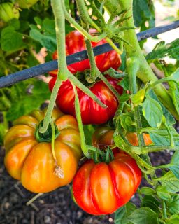 The Kent coast has done a fair impression of the Mediterranean this summer, and these heritage tomatoes grown from seed from Paros, Greece, have made the most of it.
They are incredibly sweet and juicy: excellent sliced into sandwiches or slowly cooked for breakfast. A useful tomato to have growing when it tastes this good both raw and cooked.
⋆。‧˚ʚ🍅🍅ɞ˚‧。⋆
#HeritageTomatoes #GrowForFlavour #KentCoast