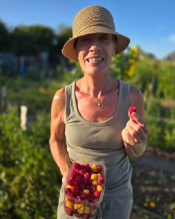 This morning’s raspberry haul, destined for cheesecake and a batch of muffins.
The golden raspberries are Fallgold; the reds are a mix of Versailles, Autumn Chef and Himbo Top. The difficult part is deciding which gets the larger share.
#kitchengarden #autumnraspberries #fallgold #goodfoodkitchen