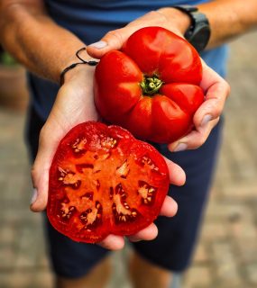 This enormous Greek heritage tomato came from our allotment kitchen garden - deeply ribbed, heavy in the hand and very juicy. 

It’s a particularly good tomato for roasting, where all that flesh becomes rich and concentrated, but it’s just as good eaten raw with cucumber and a balsamic & dijon dressing. 🍅

#HeritageTomatoes  #KitchenGarden #GrowYourOwn #blacklaneallotments