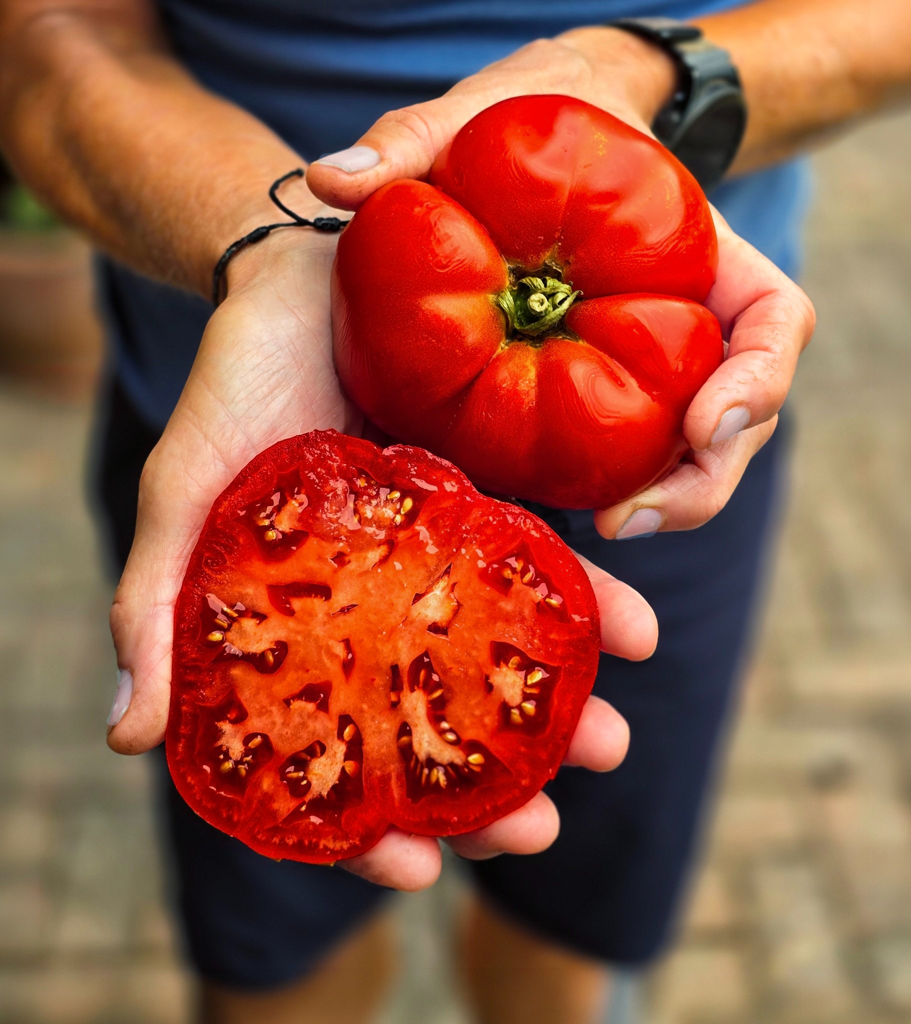 This enormous Greek heritage tomato came from our allotment kitchen garden - deeply ribbed, heavy in the hand and very juicy. 

It’s a particularly good tomato for roasting, where all that flesh becomes rich and concentrated, but it’s just as good eaten raw with cucumber and a balsamic & dijon dressing. 🍅

#HeritageTomatoes  #KitchenGarden #GrowYourOwn #blacklaneallotments