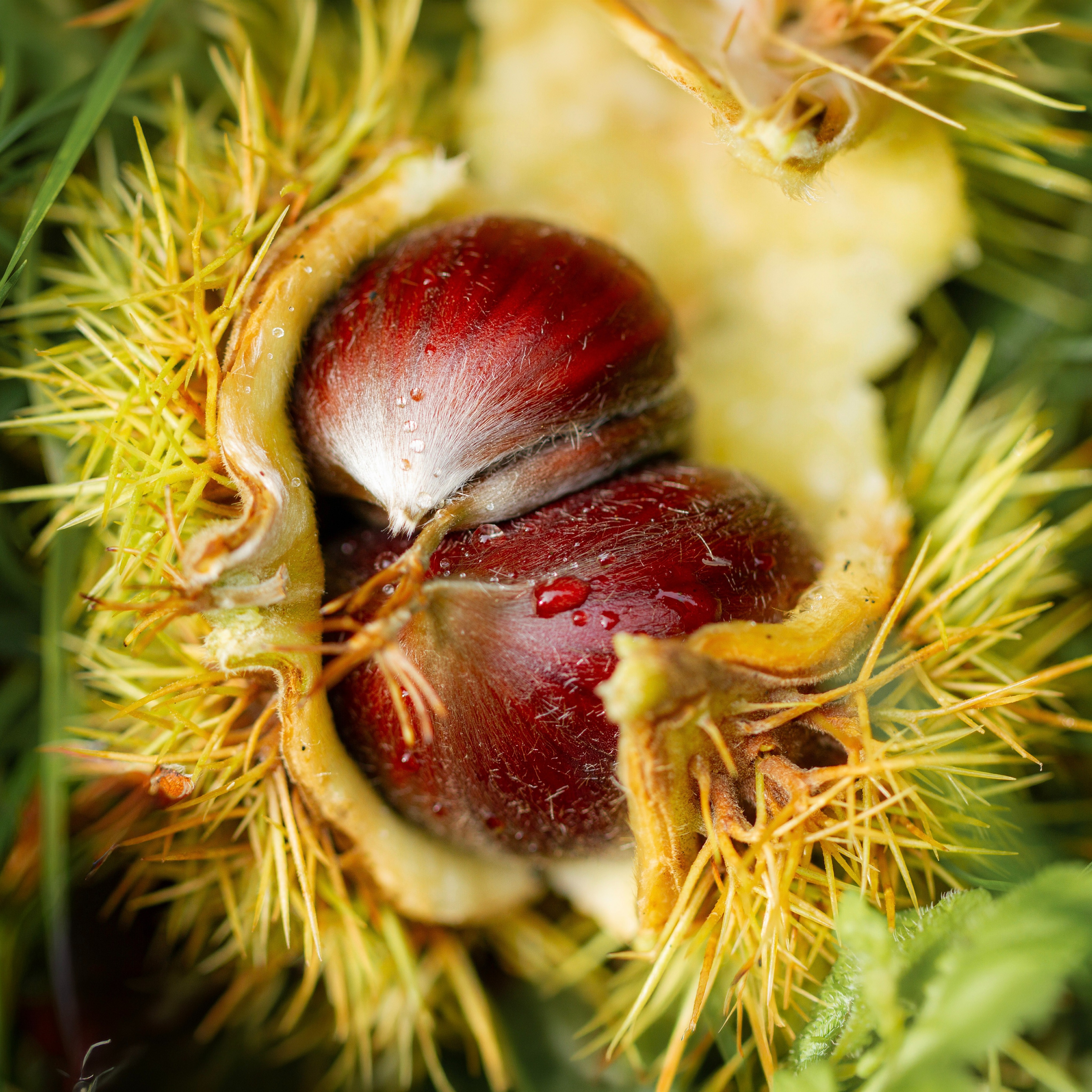 Spotted my first sweet chestnut of the season on this morning’s walk, still tucked inside its partly open, spiky shell. A reminder that autumn’s here, with garden jobs calling and comfort food back on the menu…

#sweetchestnut #autumn