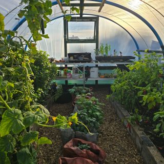 Late October and we still have cucumbers, tomatoes, chillies and sweet peppers growing in the polytunnel we built from scratch this year, with giant basil alongside them. 

Down the middle, bags of Christmas potatoes are coming along nicely. It’s been an exceptionally good year, with plenty still growing as we head towards November. 

We’ve put a lot into the soil: rich in organic matter, microbial life and dark, earthy goodness. 

#GoodFoodKitchen #PolytunnelGrowing #KitchenGarden #AllotmentLife #GrowYourOwn